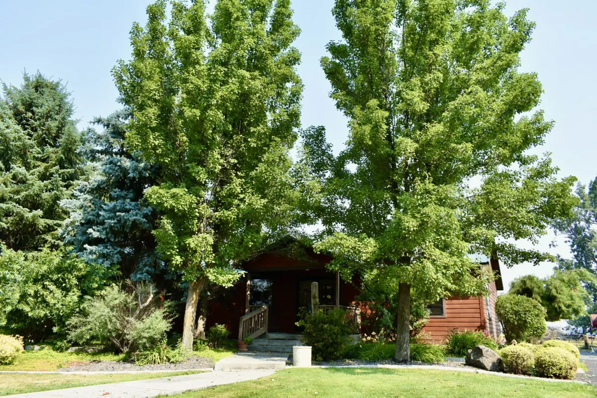This inviting exterior scene features large trees and a well-manicured lawn, with wooden steps leading up to the entrance of the house. The porch is visible, suggesting a welcoming space for enjoying the outdoors amidst abundant nature. The warm lighting hints at both sunrise and sunset possibilities, while the tranquil grounds invite leisurely walks and outdoor relaxation.